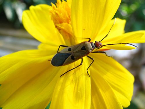 beetle insect wing