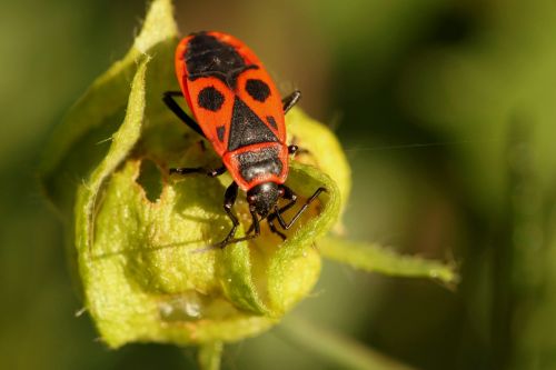 beetle bug fire bug