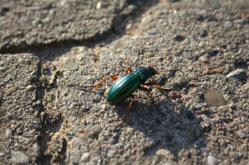 beetle animal nature