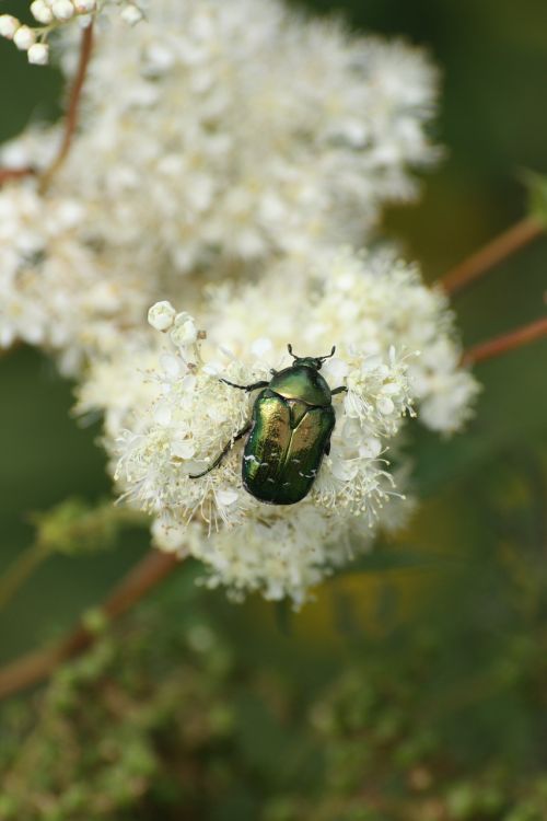 beetle insect mountain flower