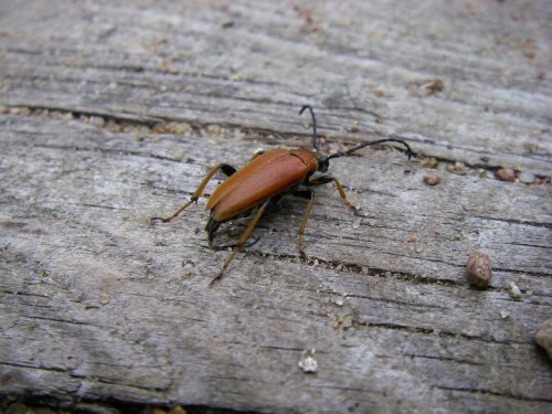beetle longhorn female