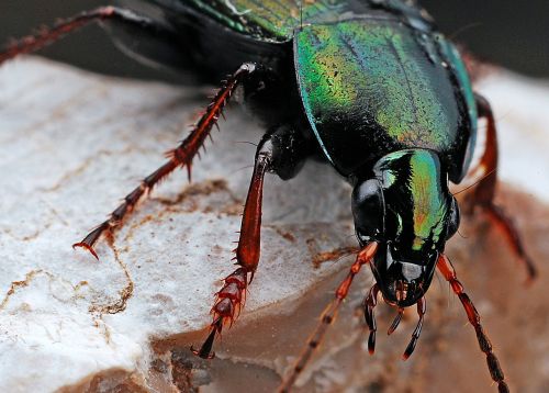 beetle insect macro