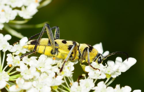 beetle insects flower