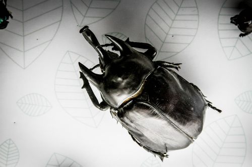 beetle insect black beetle