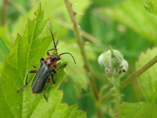 beetle insect longhorn beetles