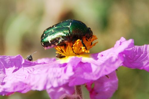 beetle blossom bloom