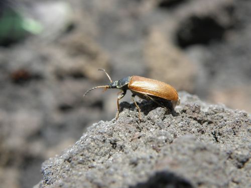 beetle detail elytra