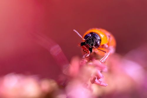 beetle india kerala