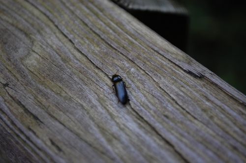 beetle wood grey