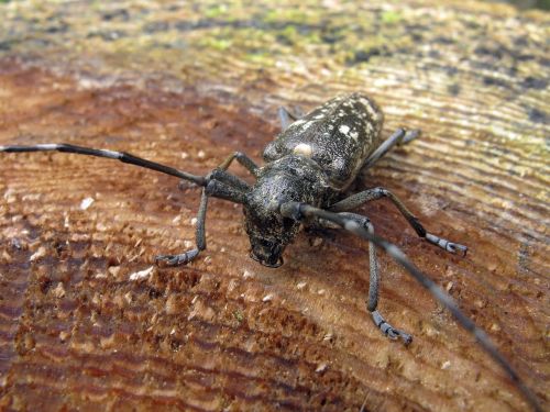 beetle beetles macro