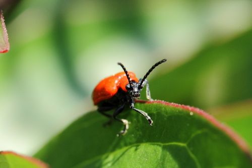 beetle macro sheet