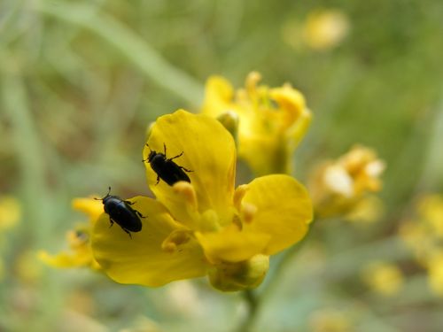 beetle flower yellow