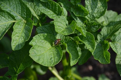 beetle potato garden