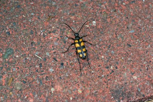 beetle animal nature