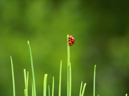 beetle ladybug garden