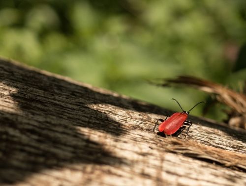 beetle red log