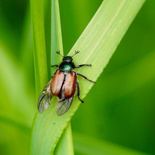 beetle insect nature