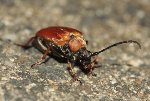 beetle probe insect