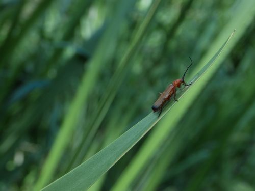 beetle blade of grass meadow
