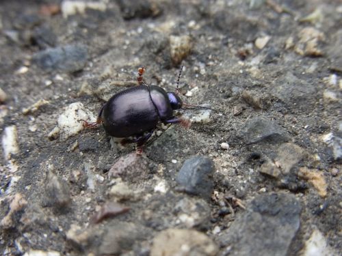 beetle insect animal