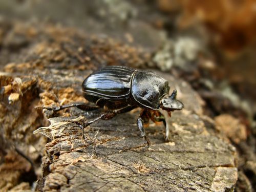 beetle tree black