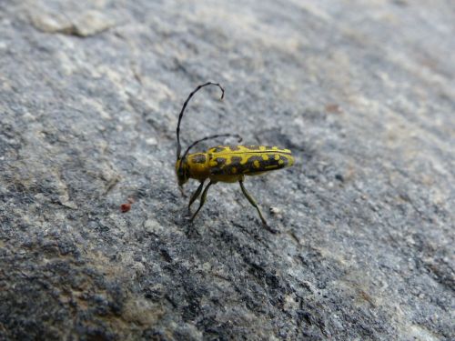 beetle animal insect