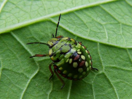 beetle green colors