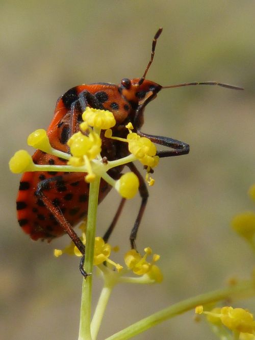 beetle flower orange