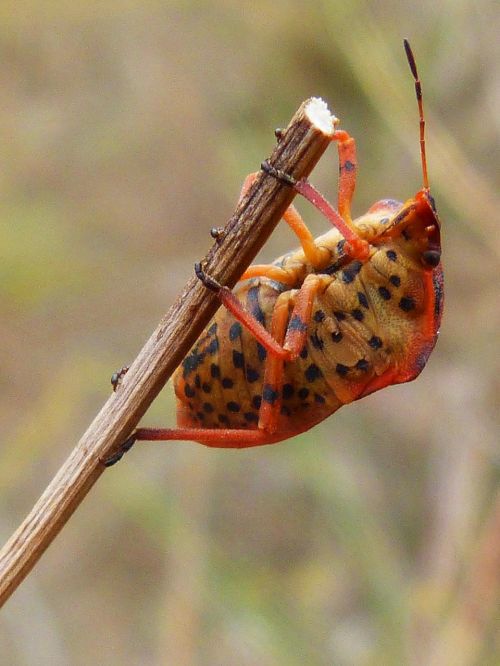 beetle orange insect