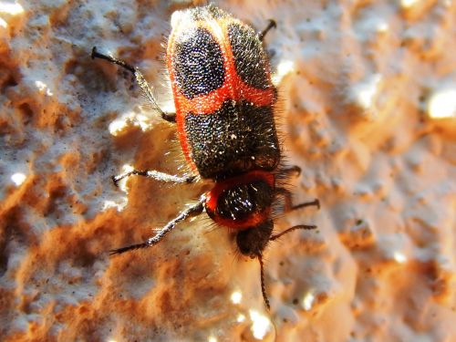 beetle insect wings