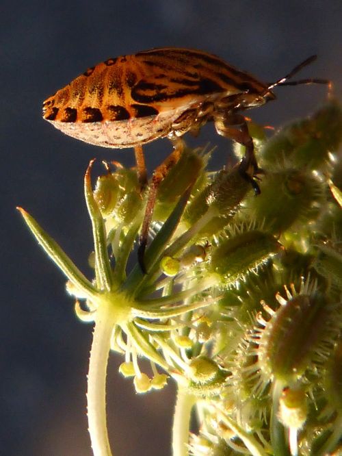beetle orange insect