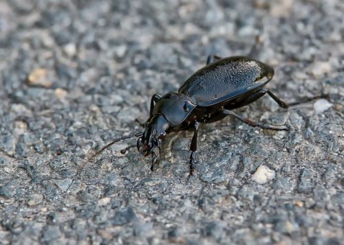 beetle insect forest