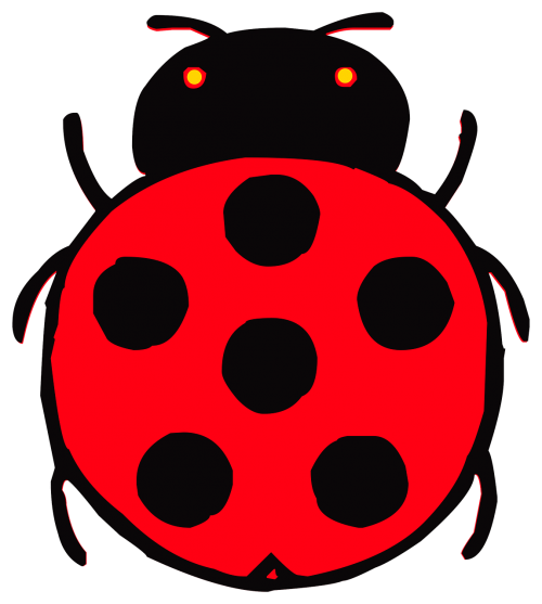 beetle ladybug red