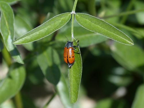 beetle meloideo ladybug mylabris quadripunctata