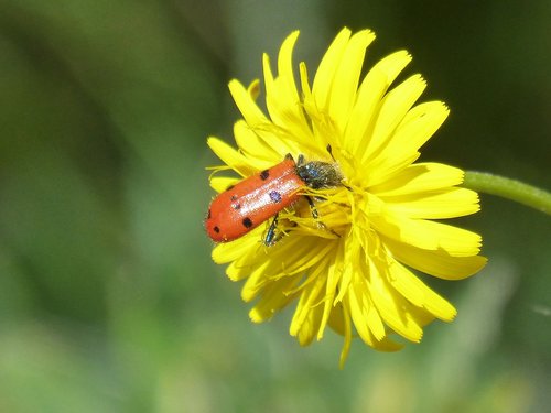 beetle meloideo  pollen  libar