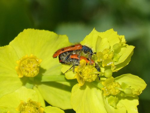 beetle meloideo  false ladybird  mylabris quadripunctata