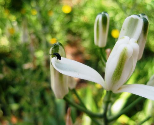 Beetle On White Flower