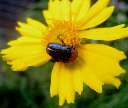 Beetle On Yellow Daisy