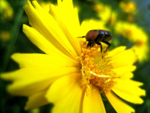 Beetle On Yellow Flower