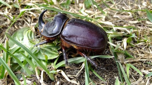 beetle rhino  insect  chitin