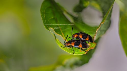 beetles for hanoi