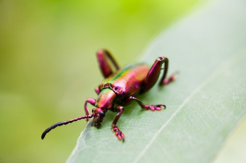 beetles wildlife nature