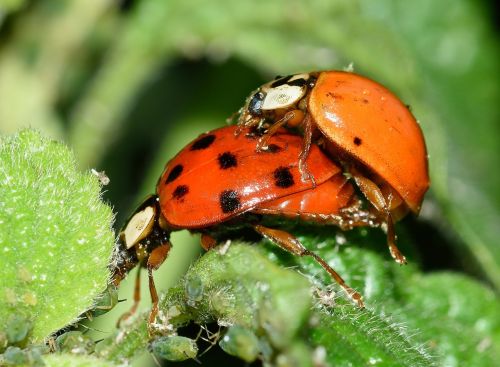 beetles ladybug coupling