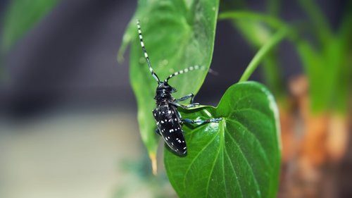 beetles  insect  plant