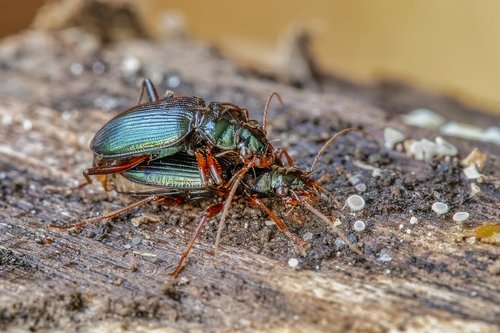 beetles  green  mating