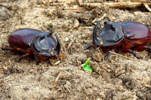 beetles  beetle rhino  insect