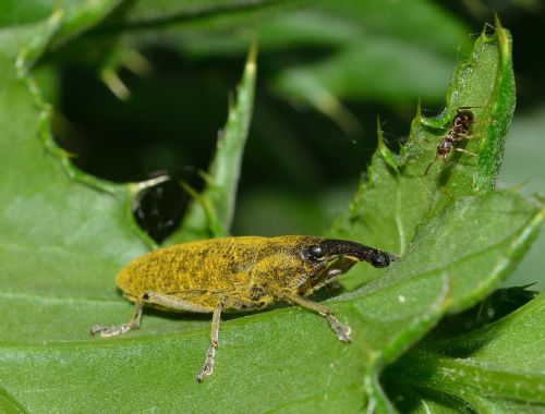 beetles weevil lixus