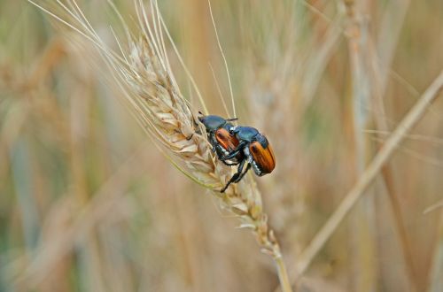 beetles wheat pairing