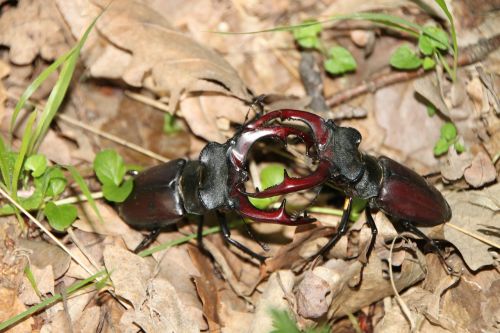 beetles cervus fighting