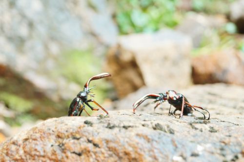 beetles nature battle